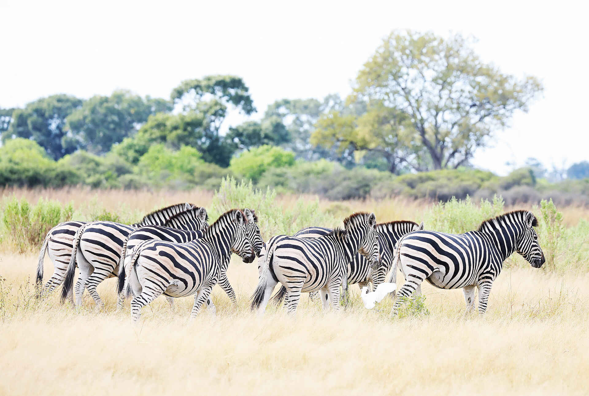 Sable Alley Camp: Zebras