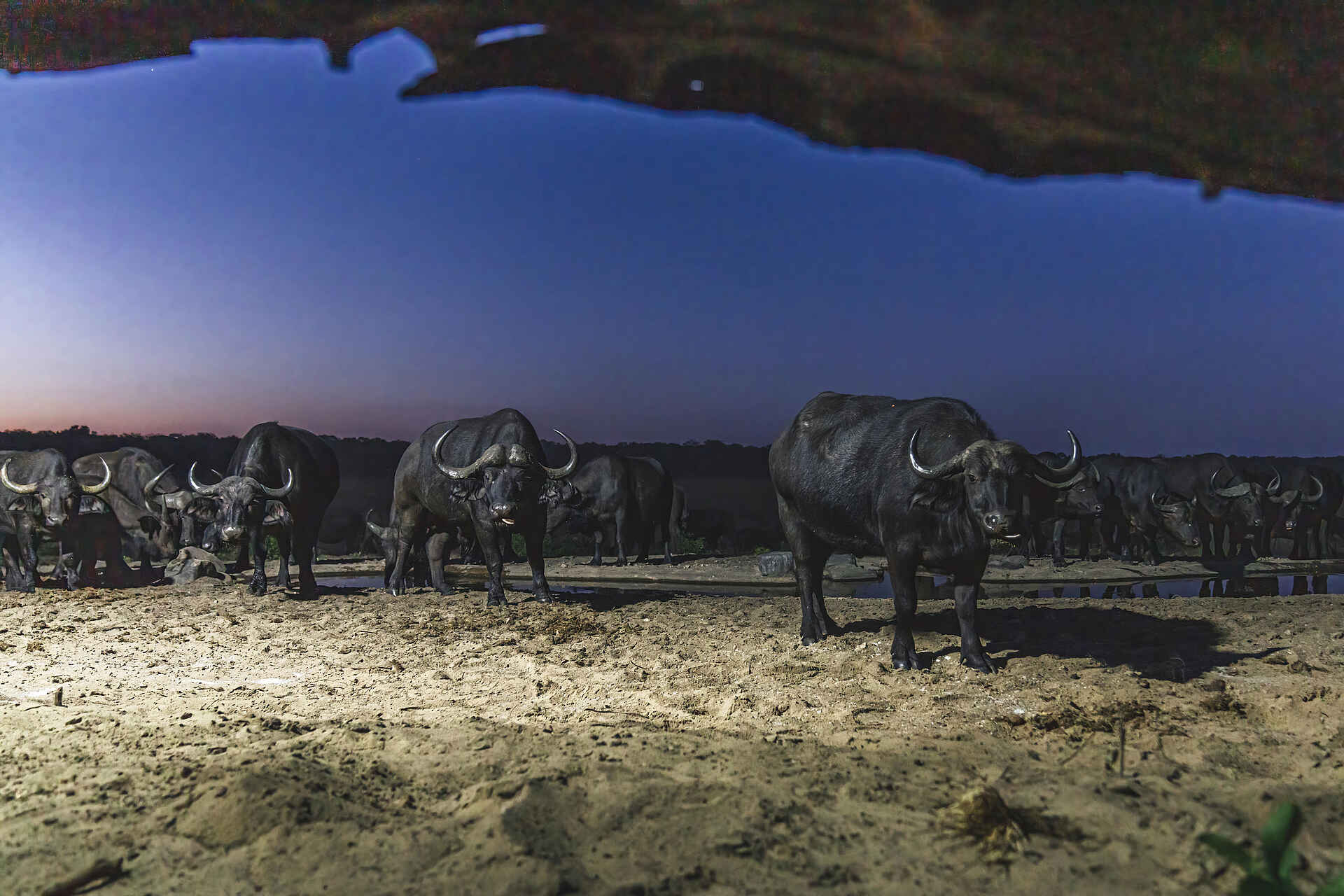 Sable Valley Lodge: Nächtliche Beobachtung