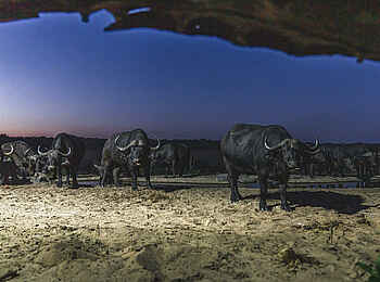 Sable Valley Lodge: Nächtliche Beobachtung Sable Valley Lodge: Nächtliche Beobachtung