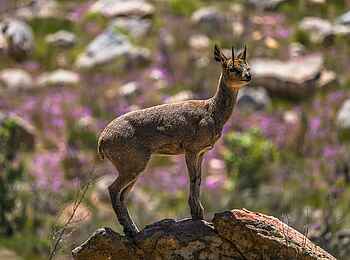 Simbavati Cederberg Ridge Lodge: Ein Klipspringer Simbavati Cederberg Ridge Lodge: Ein Klipspringer