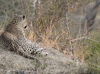 Siviti Timbavati Plains Lodge: Ein Leopard Siviti Timbavati Plains Lodge: Ein Leopard