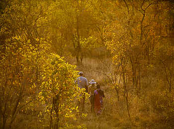 Tarangire Treetops: Geführte Buschwanderung