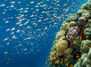 The Manta Resort: Lebendige Unterwasserwelt The Manta Resort: Lebendige Unterwasserwelt