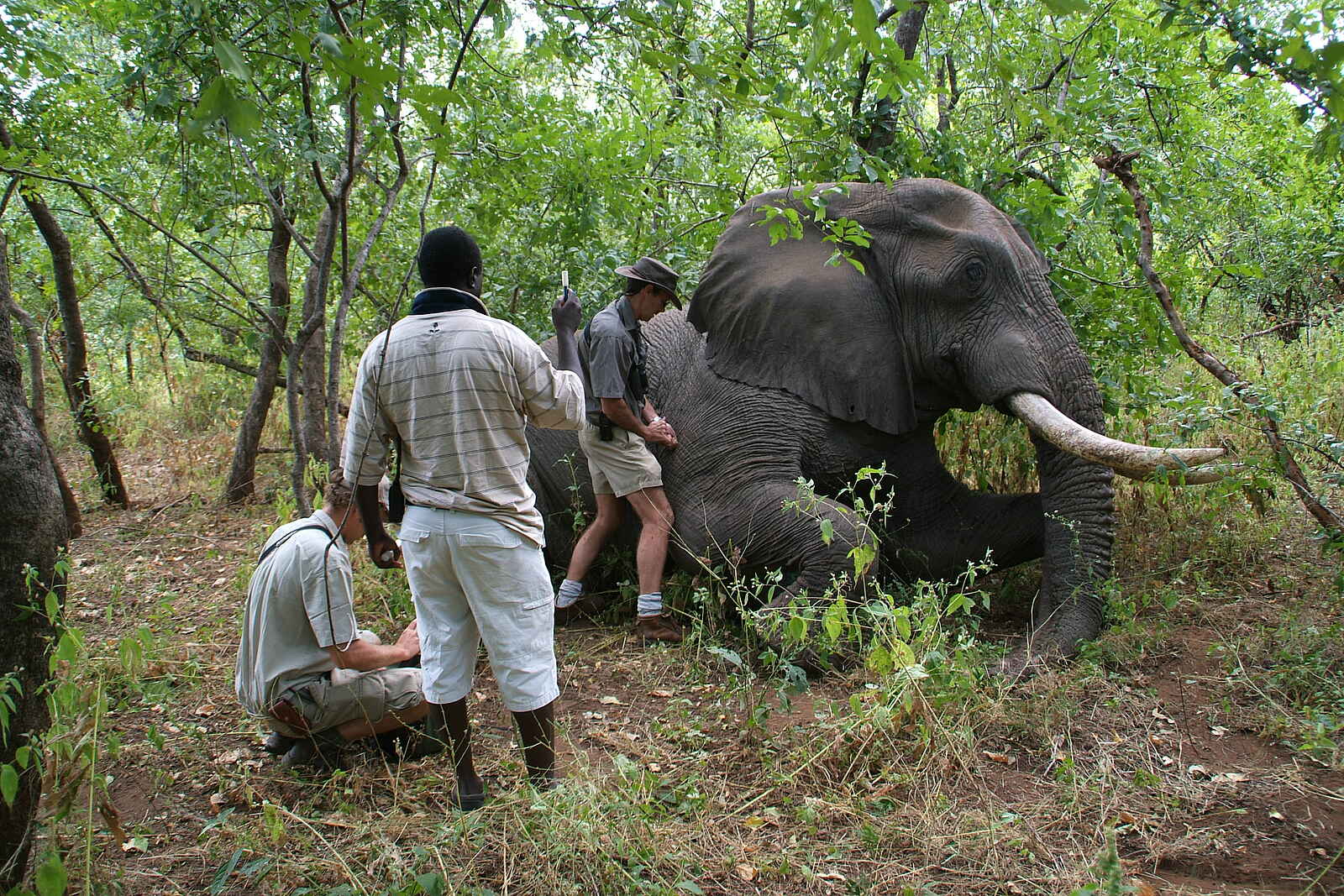 Baines River Camp: Tierärztliche Versorgung eines Elefanten Baines River Camp: Tierärztliche Versorgung eines Elefanten