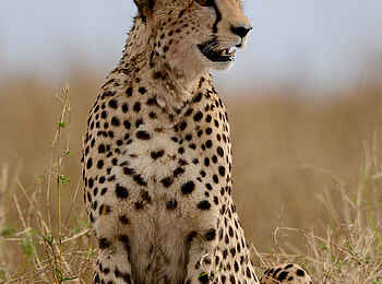 Entim Masai Mara: Sitzender Gepard