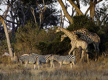 Mombo Camp: Giraffen mit Zebras Mombo Camp: Giraffen mit Zebras