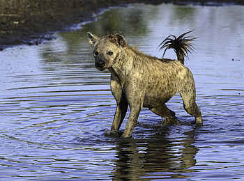 Mombo Camp: Hyäne im Wasser Mombo Camp: Hyäne im Wasser