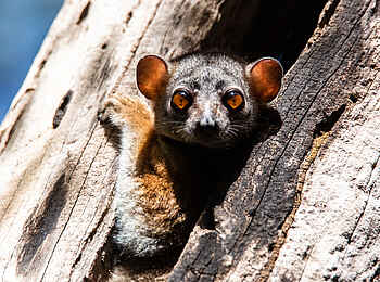 Namoroka Tsingy Camp: Lemur im Baum