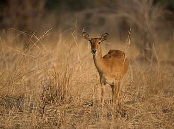 Nkonzi Bush Camp: Bush Buck Nkonzi Bush Camp: Bush Buck