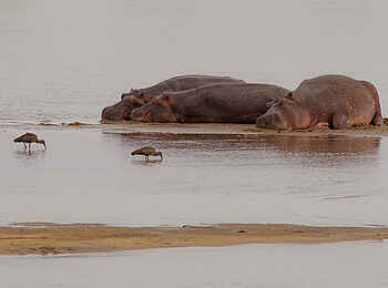 Nkonzi Bush Camp: Sich sonnende Nilpferde Nkonzi Bush Camp: Sich sonnende Nilpferde