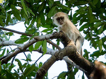 Ntemwa Busanga Bushcamp: Grünmeerkatze