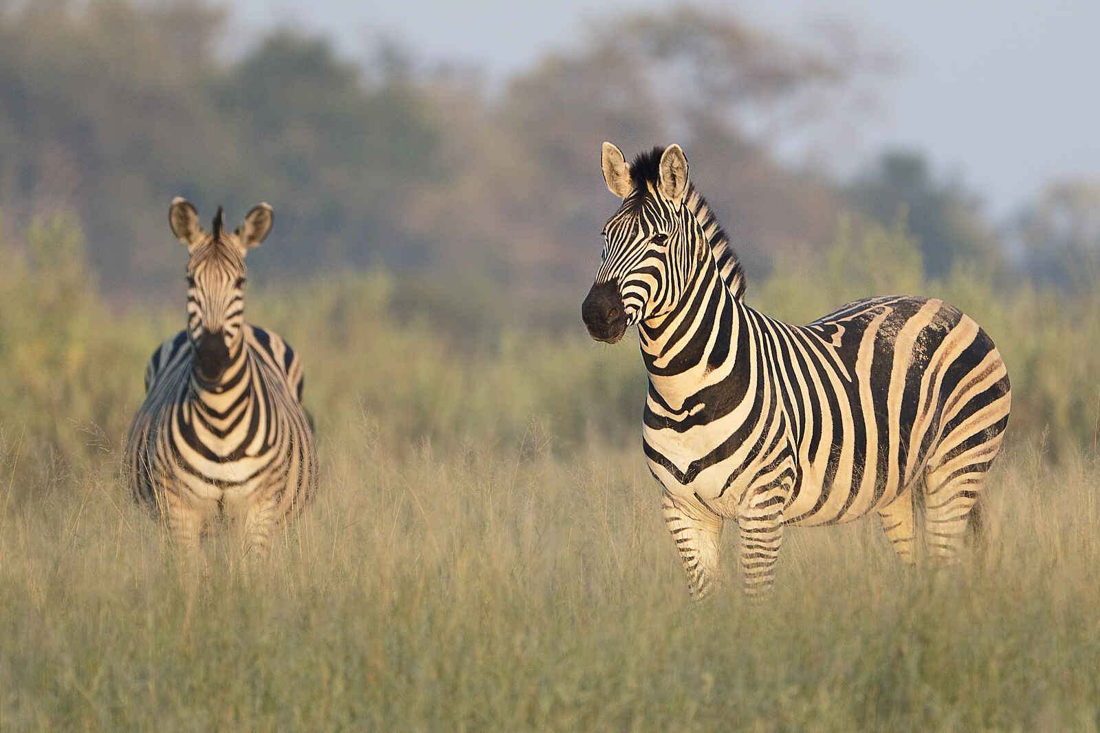 Qorokwe Camp: Zebras im Gras Qorokwe Camp: Zebras im Gras