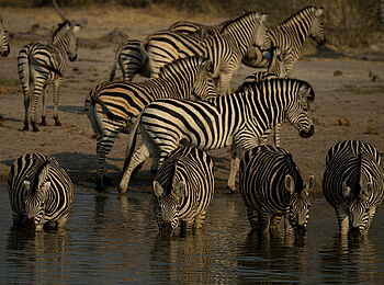 Selinda Explorers Camp: Zebras Selinda Explorers Camp: Zebras