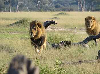 Somalisa Camp: Zwei Löwen Somalisa Camp: Zwei Löwen