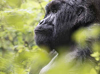 Volcanoes Virunga Lodge: Gorilla-Portrait Volcanoes Virunga Lodge: Gorilla-Portrait