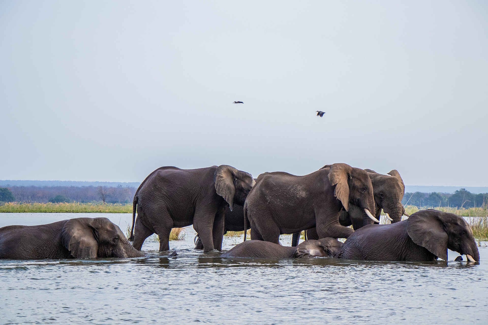 Amanzi Camp: Elefantenherde im Fluss