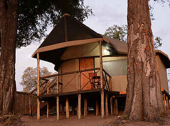 Camp Linyanti: Gästezelt unter Bäumen Camp Linyanti: Gästezelt unter Bäumen