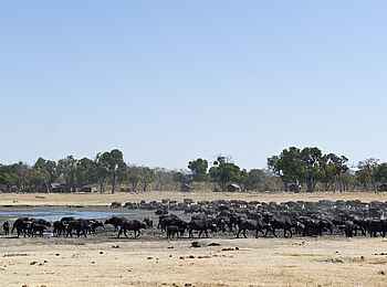 Davison's Camp: Büffel am Wasserloch vor dem Camp Davison's Camp: Büffel am Wasserloch vor dem Camp