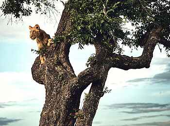 Duke´s Camp: Löwin im Baum