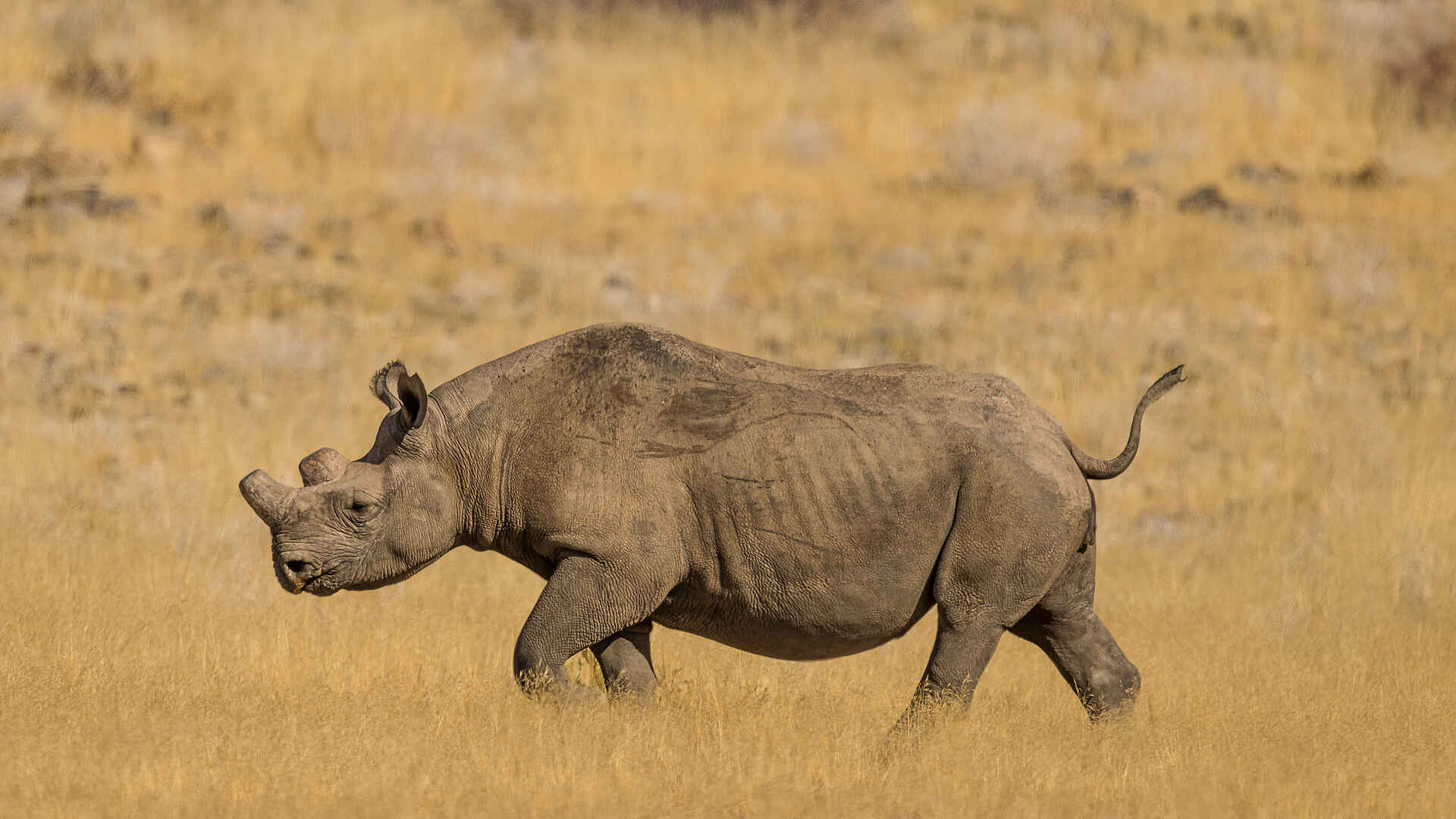 Hoanib Elephant Camp: Spitzmaulnashorn