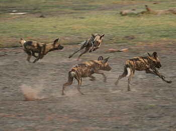 Kwara Camp: Wildhund Kwara Camp: Wildhund
