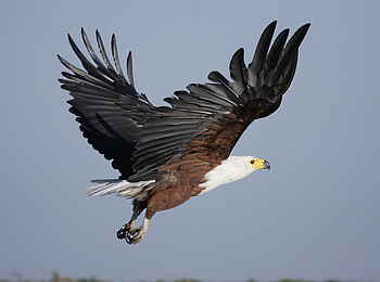 Leopard Lodge: Fischadler