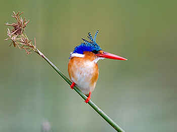 Little Tubu: Malachite Kingfisher Little Tubu: Malachite Kingfisher