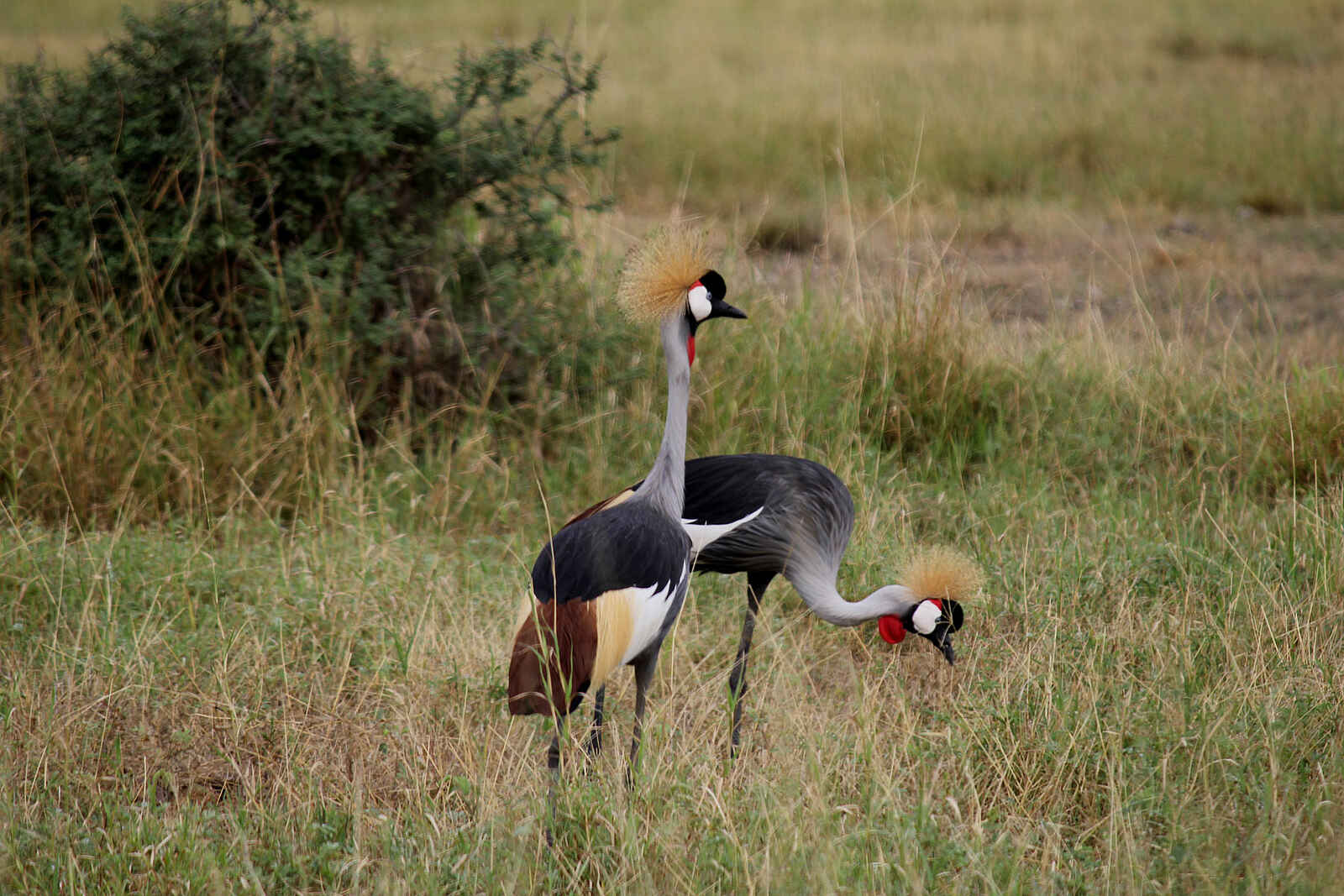 Manyara Ranch: Kronenkranich Manyara Ranch: Kronenkranich