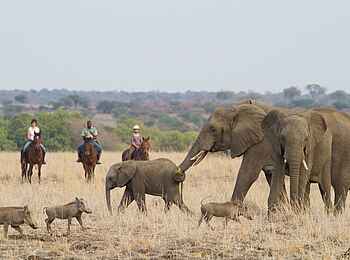 Mashatu Tent Camp: Begegnung mit Elefanten bei einer Reitsafari Mashatu Tent Camp: Begegnung mit Elefanten bei einer Reitsafari