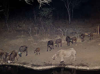 Mkulumadzi Lodge: Spitzmaulnashorn