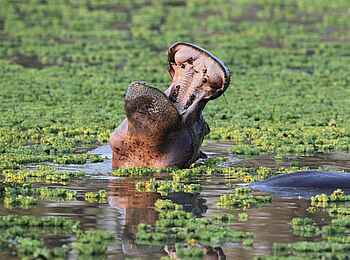 Mukambi Busanga Plains Camp: Gähnendes Nilpferd Mukambi Busanga Plains Camp: Gähnendes Nilpferd