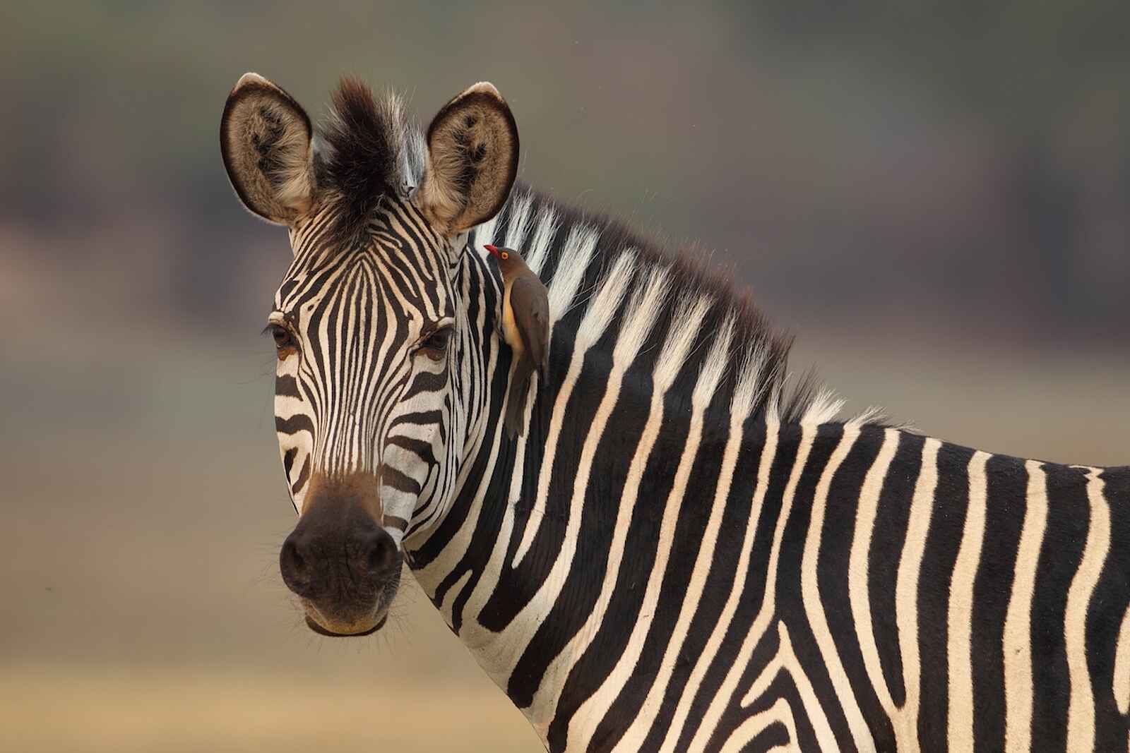 Mukambi Safari Lodge: Zebra-Portrait Mukambi Safari Lodge: Zebra-Portrait