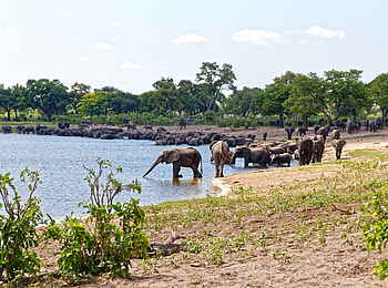 Nambwa Lodge: Trinkende Elefanten Nambwa Lodge: Trinkende Elefanten