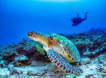 Nomad Beach Resort: Tauchen mit Schildkröten Nomad Beach Resort: Tauchen mit Schildkröten