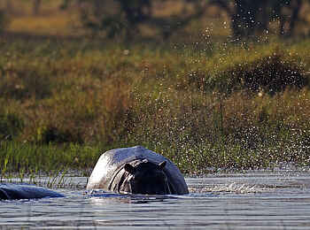 Okuti Camp: Hippos im Wasser
