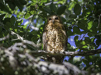 Pelo Camp: Die größte Eulenart im Okavango-Delta Pelo Camp: Die größte Eulenart im Okavango-Delta