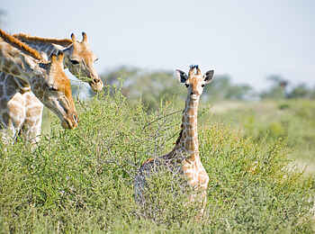 Kalahari Red Dunes Lodge: Giraffen
