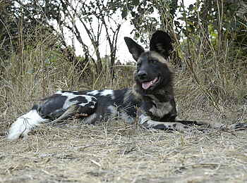 Robin Pope Safaris: Wildhundportrait