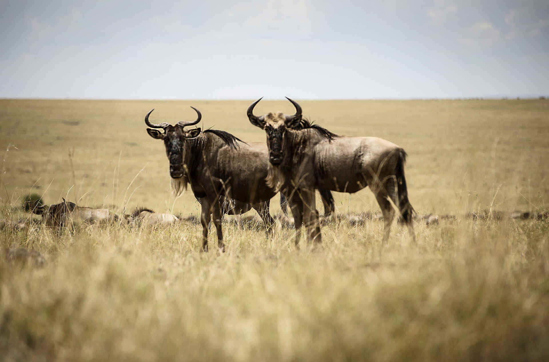 Sayari Camp: Gnus Sayari Camp: Gnus