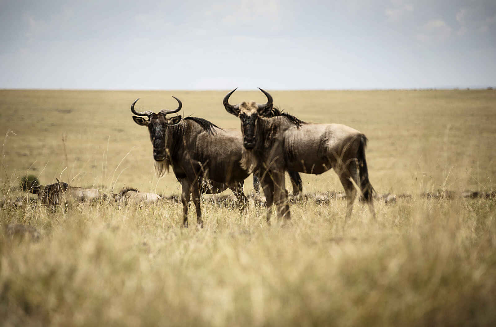 Sayari Camp: Gnus Sayari Camp: Gnus