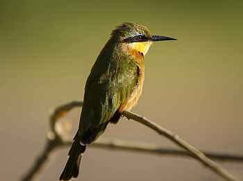 Shinde Lodge: Bee Eater Shinde Lodge: Bee Eater