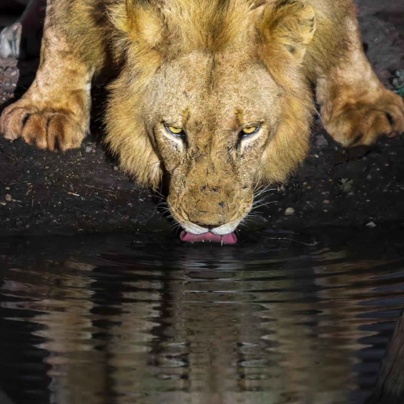 Simbavati Camp George: Ein Löwe Simbavati Camp George: Ein Löwe