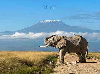 Soroi Amboseli Camp: Elefant mit Kuhreihern vor Kilimanjaro
