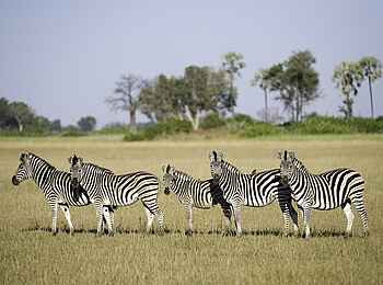 Tubu Tree: Zebras Tubu Tree: Zebras