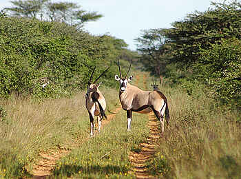 Waterberg Plateau Lodge: Oryxantilopen Waterberg Plateau Lodge: Oryxantilopen