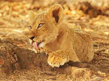 Chitake Tented Camp: Löwenbaby