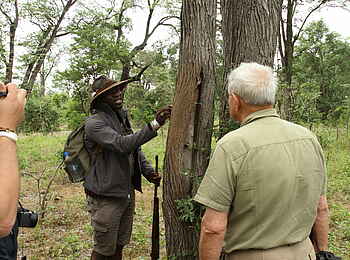 Kanga Expeditions: Elefantenspuren an einem Baum