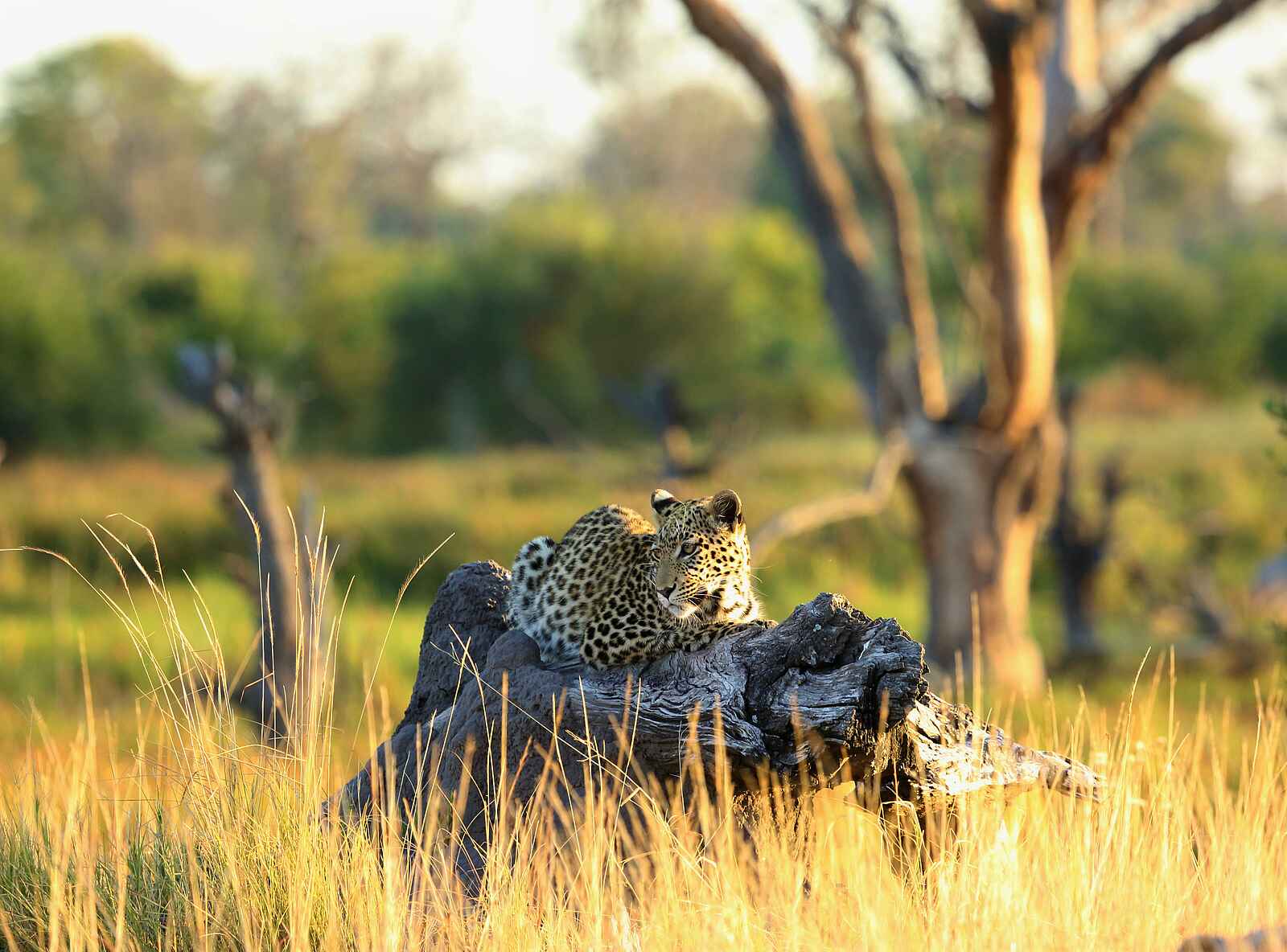 Khwai Bush Camp: Leopard Khwai Bush Camp: Leopard