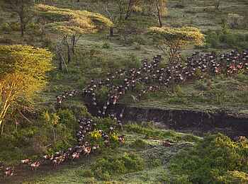Legendary Mwiba Lodge: Wanderung der Gnus Legendary Mwiba Lodge: Wanderung der Gnus