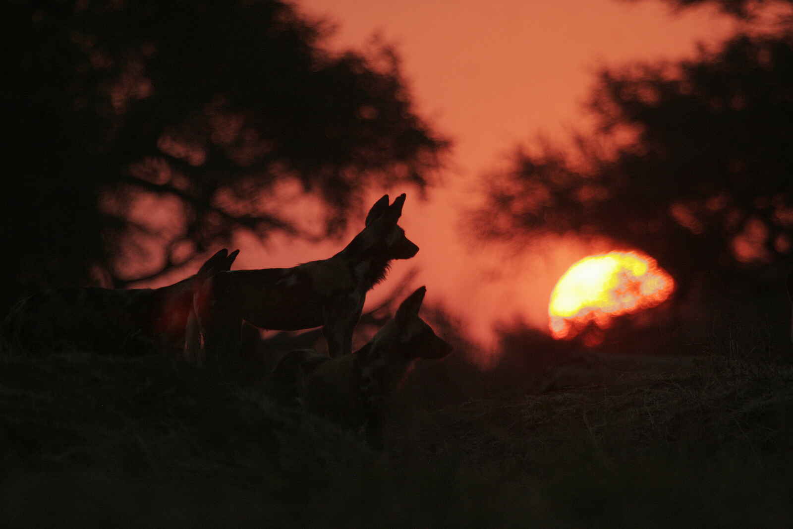 Little Vundu Camp: Wildhunde vor der Abendsonne Little Vundu Camp: Wildhunde vor der Abendsonne